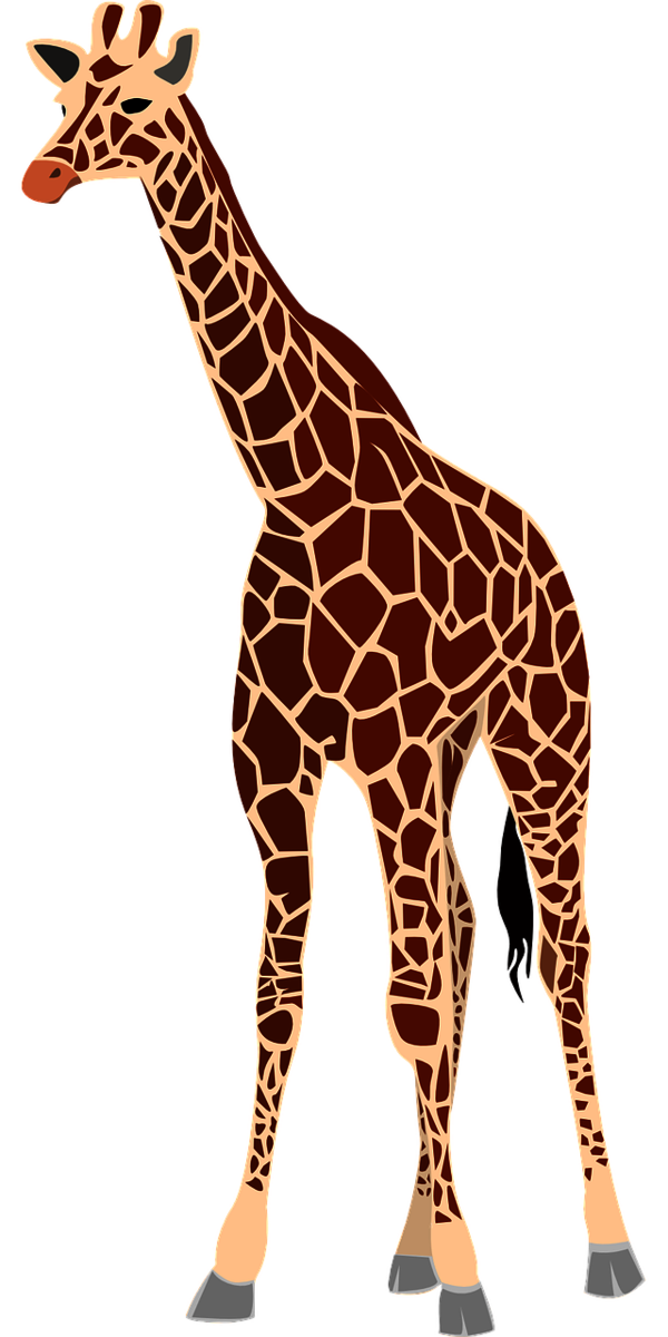 Giraffe Zeichnung